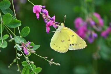 Bir Doğu soluk sarı bulutu (Colias erate). Lepidoptera Pieridae. Mayıs 'tan Eylül' e uçar ve baklagillerle beslenir..
