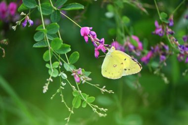 Bir Doğu soluk sarı bulutu (Colias erate). Lepidoptera Pieridae. Mayıs 'tan Eylül' e uçar ve baklagillerle beslenir..