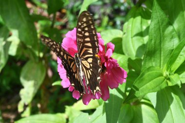 Bir Asya kırlangıç kelebeği (Papilio xuthus) bir zinnia çiçeğinden nektar emer. Kanatlar birçok sarı-beyaz iz ve çizgilerle siyahtır. Larvaların gıdası Rutaceae bitkileridir..