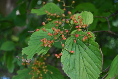  Linden viburnum / Japon kızılcık (Viburnum dilatatum) üzümü. Viburaceae yaprak döken çalı. Böğürtlenler sonbaharda olgunlaşır ve yenilebilir ve ayrıca tıbbi bir içecek olarak kullanılır..