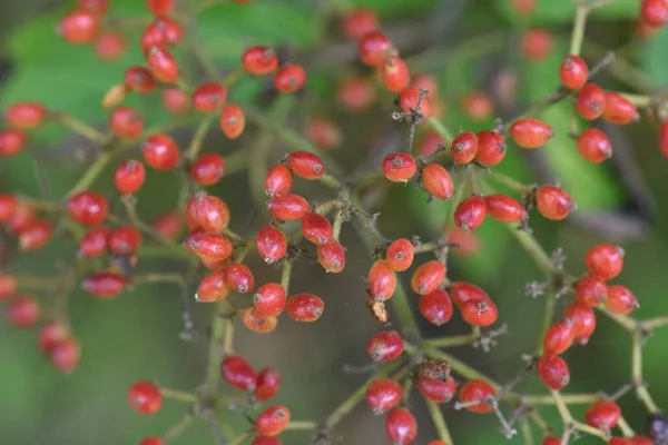 Καρποί Αγριοκράμβης Viburnum Dilatatatum Φυλλοβόλος Θάμνος Viburnaceae Μούρα Ωριμάζουν Κόκκινα — Φωτογραφία Αρχείου