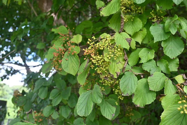 リンデンバイブルナム 日本のブッシュクランベリー ビブルナムジルダム ベリー ヴィヴェルナ 脱落した低木 ベリーは秋に赤く熟し 食用であり 薬用飲料としても使用されます — ストック写真