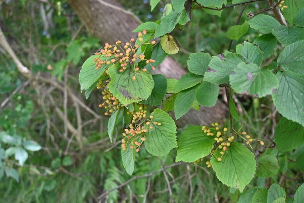 Stock image  Linden viburnum / Japanese bush cranberry ( Viburnum dilatatum ) berries. Viburnaceae deciduous shrub. Berries ripen red in autumn and are edible and also used as a medicinal drink.