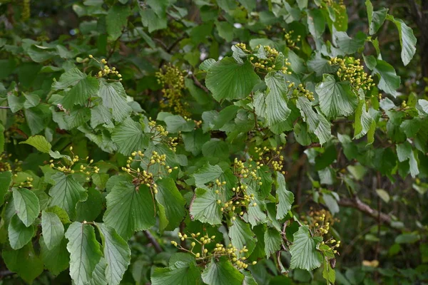 Linden Viburnum Baies Japonaises Canneberge Brousse Viburnum Dilatatum Viburnaceae Arbuste — Photo