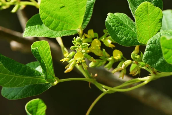 Phynchosia Volubilis Rattenaugenbohne Blüht Fabaceae Mehrjährige Weinrebe Blassgelbe Schmetterlingsförmige Blüten — Stockfoto
