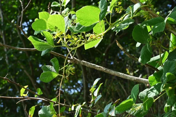 Phynchosia Volubilis Fagiolo Occhio Topo Fiori Fabaceae Vite Perenne Fiori — Foto Stock