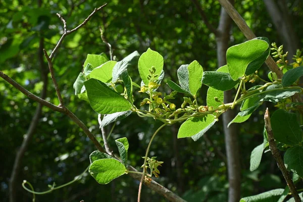 Phynchosia Volubilis Kacang Mata Tikus Bunga Fabaceae Perennial Vine Pale — Stok Foto