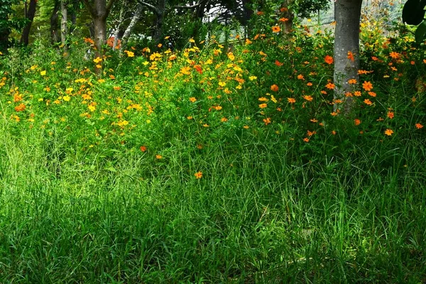 Guldkosmos Cosmos Sulphureus Blommor Asteraceae Blomma Infödda Till Mexiko Apelsinblommor — Stockfoto