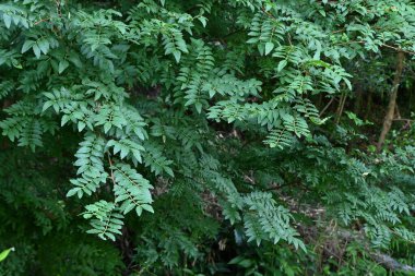 Japon biberi (Zanthoxylum piperitum) yapraklar. Rutaceae dioecious deciduous fundalığı. Yapraklar yiyecek ve baharat olarak kullanılır ve aynı zamanda tıbbi amaçlı kullanılır. Gövde kalınlaştıkça, dikenler sonunda buruşmaya başlar..