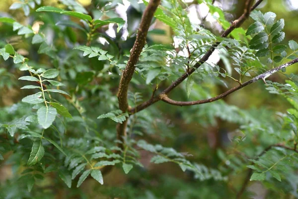 Japanese Pepper Zanthoxylum Piperitum Leaves Rutaceae Dioecious Deciduous Shrub Leaves — Stock Photo, Image