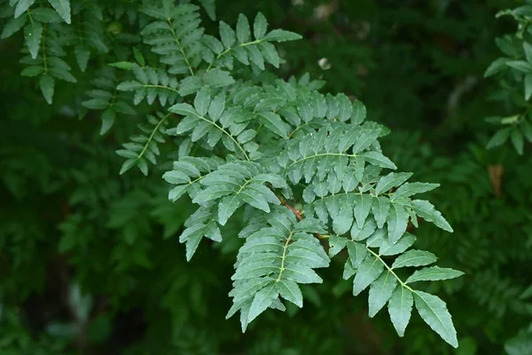 Φύλλα Ιαπωνικού Πιπεριού Zanthoxylum Piperitum Rutaceae Δίοικο Φυλλοβόλος Θάμνος Φύλλα — Φωτογραφία Αρχείου
