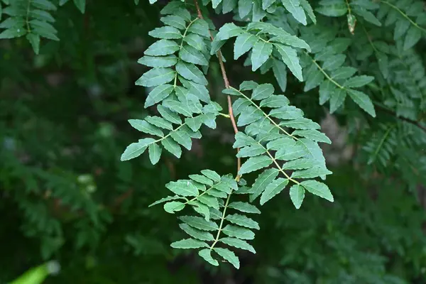 Japon biberi (Zanthoxylum piperitum) yapraklar. Rutaceae dioecious deciduous fundalığı. Yapraklar yiyecek ve baharat olarak kullanılır ve aynı zamanda tıbbi amaçlı kullanılır. Gövde kalınlaştıkça, dikenler sonunda buruşmaya başlar..