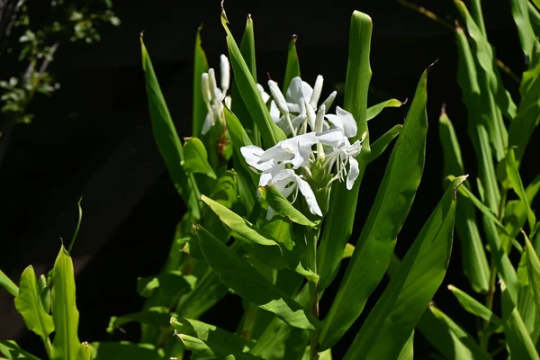 Białe Kwiaty Lilii Imbirowej Wieloletnie Rośliny Zingiberaceae Pochodzące Azji Tropikalnej — Zdjęcie stockowe