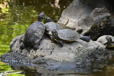 Trachemys Scrita elegans kabuklarını göletteki taşlarla kurutuyor. Bu kaplumbağanın gözlerinin arkasında kırmızı ve boynuna kadar uzanan sarı çizgileri var..