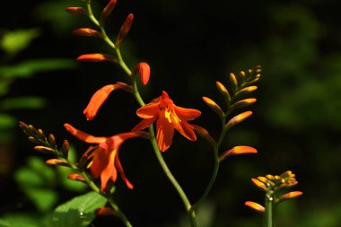 Montbretia (CrocosmiaCrocosmiflora) çiçekleri. Güney Afrika 'ya özgü Iridaceae bitkileri. Portakal çiçekleri Haziran 'dan Ağustos' a kadar dikenlerde açar..