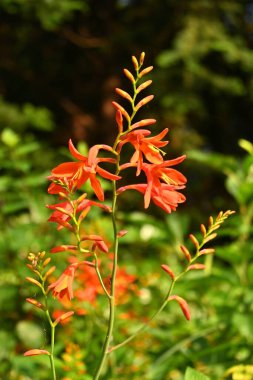 Montbretia (CrocosmiaCrocosmiflora) çiçekleri. Güney Afrika 'ya özgü Iridaceae bitkileri. Portakal çiçekleri Haziran 'dan Ağustos' a kadar dikenlerde açar..