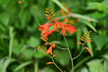 Montbretia (CrocosmiaCrocosmiflora) çiçekleri. Güney Afrika 'ya özgü Iridaceae bitkileri. Portakal çiçekleri Haziran 'dan Ağustos' a kadar dikenlerde açar..