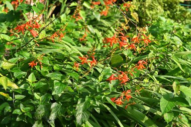 Montbretia (CrocosmiaCrocosmiflora) çiçekleri. Güney Afrika 'ya özgü Iridaceae bitkileri. Portakal çiçekleri Haziran 'dan Ağustos' a kadar dikenlerde açar..