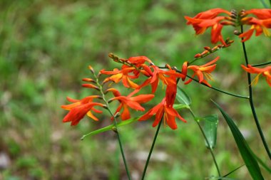 Montbretia (CrocosmiaCrocosmiflora) çiçekleri. Güney Afrika 'ya özgü Iridaceae bitkileri. Portakal çiçekleri Haziran 'dan Ağustos' a kadar dikenlerde açar..
