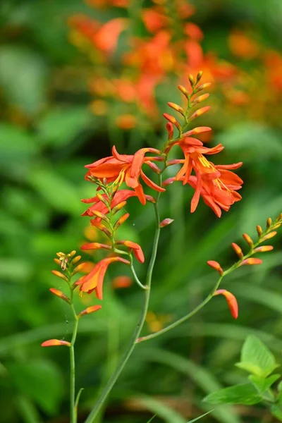 Montbretia (CrocosmiaCrocosmiflora) çiçekleri. Güney Afrika 'ya özgü Iridaceae bitkileri. Portakal çiçekleri Haziran 'dan Ağustos' a kadar dikenlerde açar..