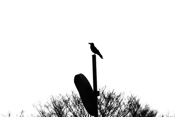 Een Kraai Achtergrondmateriaal Van Wilde Vogels Natuur — Stockfoto