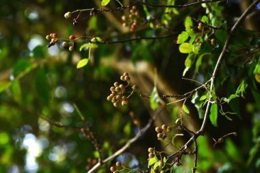 Japon dikenli külü (Zanthoxylum piperitum) meyveleri. Rutaceae, Japonya 'ya özgü diyotik, yaprak döken bir çalıdır. Kabuk baharatlar ve tıbbi amaçlar için kullanılır..
