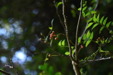 Japon dikenli külü (Zanthoxylum piperitum) meyveleri. Rutaceae, Japonya 'ya özgü diyotik, yaprak döken bir çalıdır. Kabuk baharatlar ve tıbbi amaçlar için kullanılır..