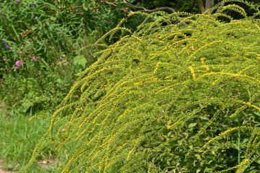 Solidago rugosa 'Havai fişek' çiçekleri. Asteraceae bitkileri Kuzey Amerika 'ya özgüdür. Ağustostan eylül ayına kadar çiçek açar. Uzun sarı çiçekli dikenler radyal desende ağlar..