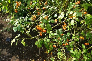 Rosa Elanteria 'nın gül kalçası. Avrupa 'ya özgü, Haziran ayı civarında pembe çiçekler açar ve sonbaharda kırmızı gül kalçası üretir ve jöle ve gül kalçası çayında kullanılır..