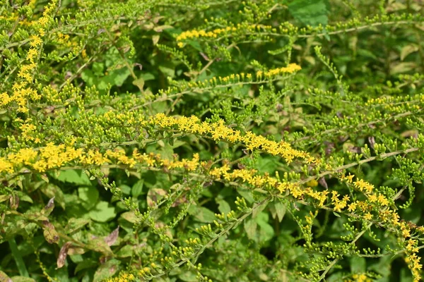 Solidago Rugosa 놀이꽃 Asteraceae 다년생 원산지 노란색 스파이크와 월에서 패턴에서 — 스톡 사진