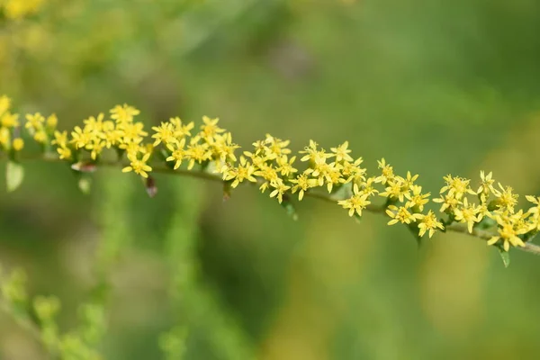 团结红豆花 原产于北美的多年生菊科植物 八月到九月的花朵 长长的黄色花朵 尖尖的流淌着径向的花纹 — 图库照片