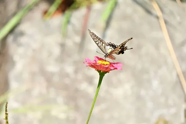 Ein Schwalbenschwanz Saugt Honig Ist Ein Vertrauter Schmetterling Der Oft — Stockfoto