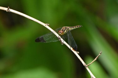 Bir Sympetrum baccha matutinum dişisi. Libellulidae sempetrom yusufçuğu. Kanatların uçlarındaki koyu kahverengi işaretler karakteristik..