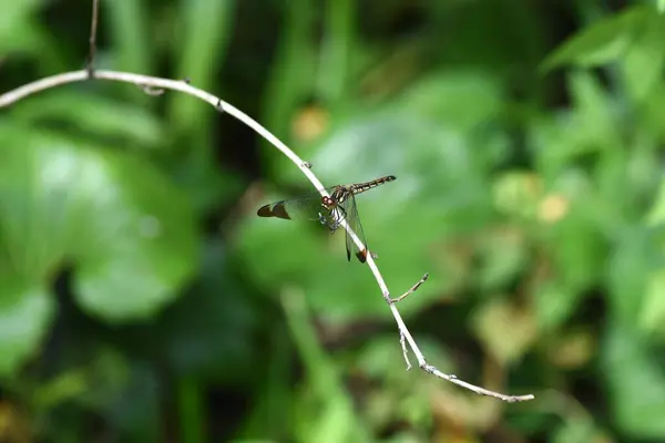 Симптом Baccha Matutinum Female Libellulidae Sympetrum Dragonfly Характерны Темно Коричневые — стоковое фото