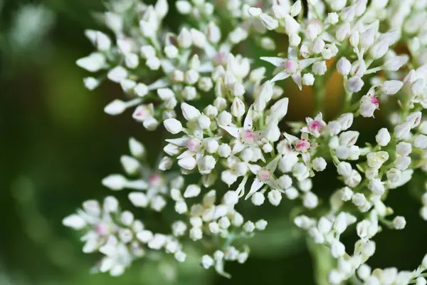Швы Erythrostictum Frosy Morn Flowers Crassulaceae Многолетние Сочные Растения Родом — стоковое фото