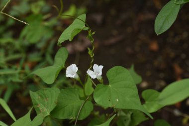 Whitestar / Pitted Morning-Glory (Ipomoea lacunosa) çiçekleri. Kuzey Amerika 'ya özgü yıllık sarmaşıklar. Temmuz 'dan Eylül' e kadar yol kenarlarında küçük beyaz çiçekler açar.