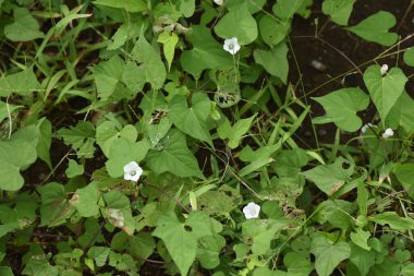 Whitestar / Pitted Morning-Glory (Ipomoea lacunosa) çiçekleri. Kuzey Amerika 'ya özgü yıllık sarmaşıklar. Temmuz 'dan Eylül' e kadar yol kenarlarında küçük beyaz çiçekler açar.