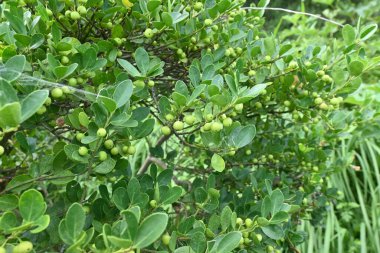 Japon çoban püskülü / kutulu Holly (Ilex crenata) olgunlaşmamış meyveler. Aquifoliaceae dioecious Evergreen çalısı. Haziran 'dan Temmuz' a kadar beyaz çiçekler açar ve meyveler sonbaharda siyaha döner..