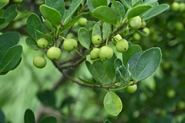 Japon çoban püskülü / kutulu Holly (Ilex crenata) olgunlaşmamış meyveler. Aquifoliaceae dioecious Evergreen çalısı. Haziran 'dan Temmuz' a kadar beyaz çiçekler açar ve meyveler sonbaharda siyaha döner..