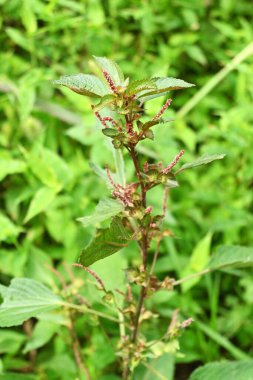 Acalypha australis (Avustralya acalypha) çiçekleri. Euphorbiaceae yıllık bitkisi. Yol kenarlarında yetişen bir ot ve çiçek açma dönemi ağustostan ekime kadardır..