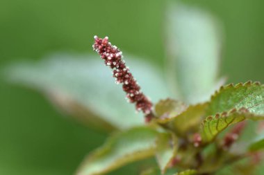 Acalypha australis (Avustralya acalypha) çiçekleri. Euphorbiaceae yıllık bitkisi. Yol kenarlarında yetişen bir ot ve çiçek açma dönemi ağustostan ekime kadardır..