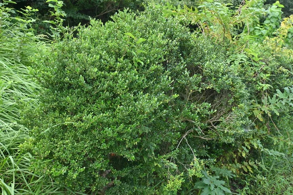 Apanesische Stechpalme Ilex Crenata Unreife Früchte Aquifoliaceae Zweihäusiger Immergrüner Strauch — Stockfoto