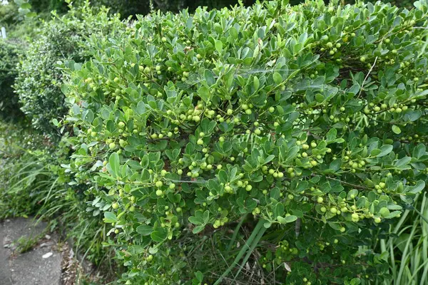Japanese Holly Box Leaved Holly Ilex Crenata Unripe Fruits Aquifoliaceae — Stock Photo, Image