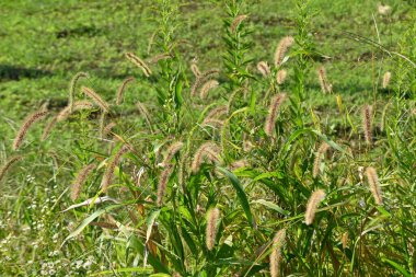 Yeşil çim / Tilki kuyruk otu (Setaria viridis). Yıllık Poaceae otları. Sütun şeklinde kızılötesi ışınlar, bir sürü saç teli ve fırça benzeri bir görünüş..