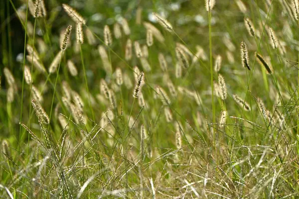 Groen Borstelgras Vossenstaartgras Setaria Viridis Poaceae Jaarlijkse Onkruid Kolomvormige Bloeiwijzen — Stockfoto