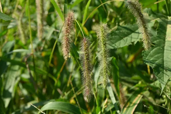 Grön Borst Gräs Räv Svans Gräs Setaria Viridis Poaceae Ettårigt — Stockfoto