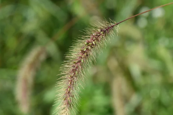Green Bristle Grass Fox Tail Grass Setaria Viridis Poaceae Annual — Stock Photo, Image