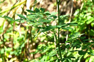 Thalictrum eksi çiçekler. Ranunculaceae daimi bitkileri. Sarı-yeşil küçük çiçekler yazın başından sonbahara kadar panikle açarlar. Sağlıklı bir mide için etkili olan şifalı bir bitki..