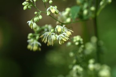 Thalictrum eksi çiçekler. Ranunculaceae daimi bitkileri. Sarı-yeşil küçük çiçekler yazın başından sonbahara kadar panikle açarlar. Sağlıklı bir mide için etkili olan şifalı bir bitki..