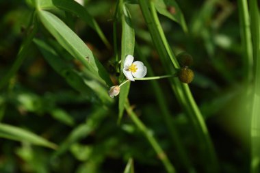 Sagittaria trifolia (Üçlü ok başı) çiçekleri. Alismataceae daimi su bitkileri. Pirinç tarlalarında ve sulak alanlarda doğal olarak yetişir ve üç yapraklı çiçekleri sonbaharda açar..